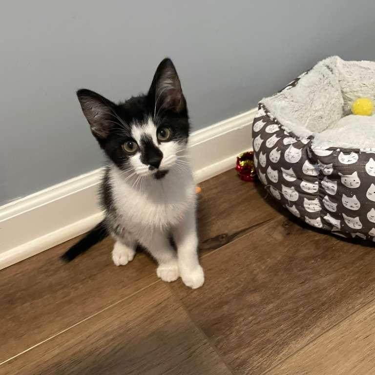 Enlarge Rocky Road (bonded with Oreo Blizzard), a Adoptable Domestic Short Hair in Alpharetta, GA image 4/6