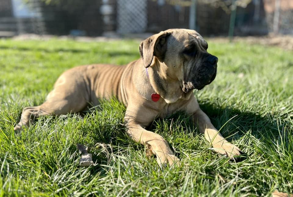 Irma, Adopted, Adult Female Boerboel & Mastiff.