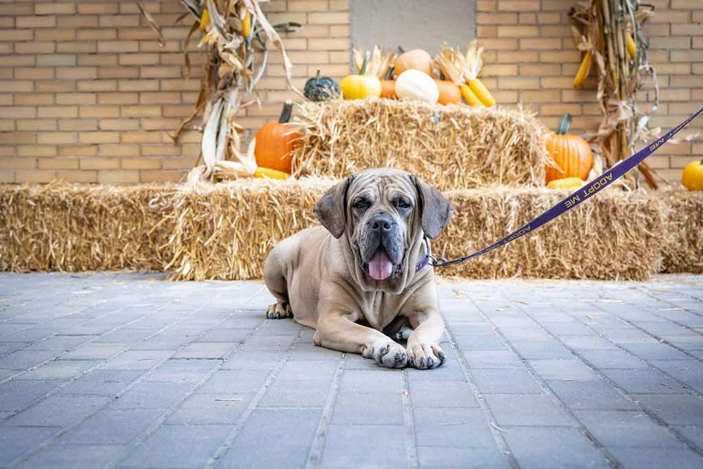 Enlarge Irma, a Adopted mixed breed in Poland, IN image 2/3