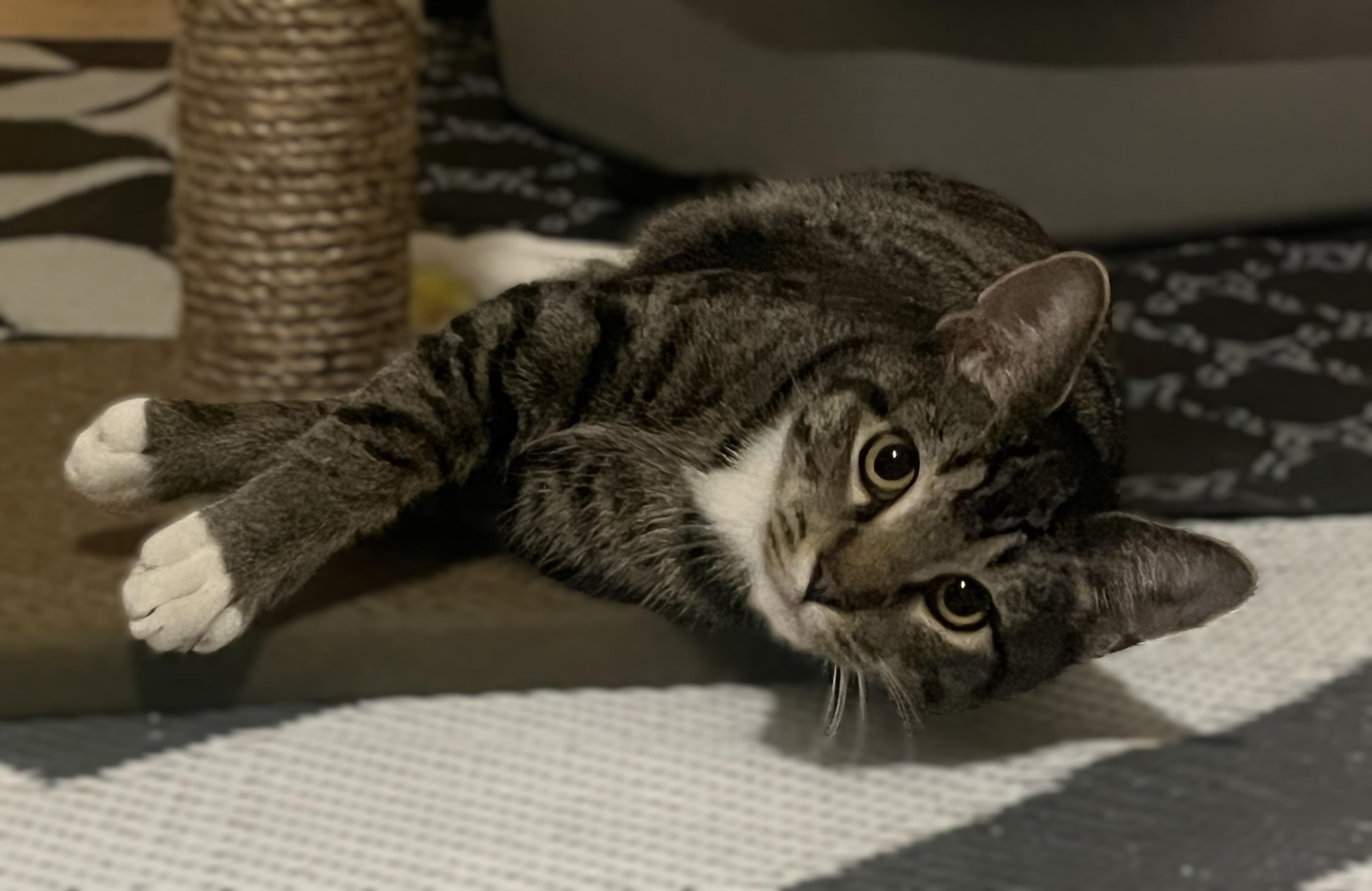 Hunter, Adoptable, Kitten Male Tabby & Domestic Short Hair.