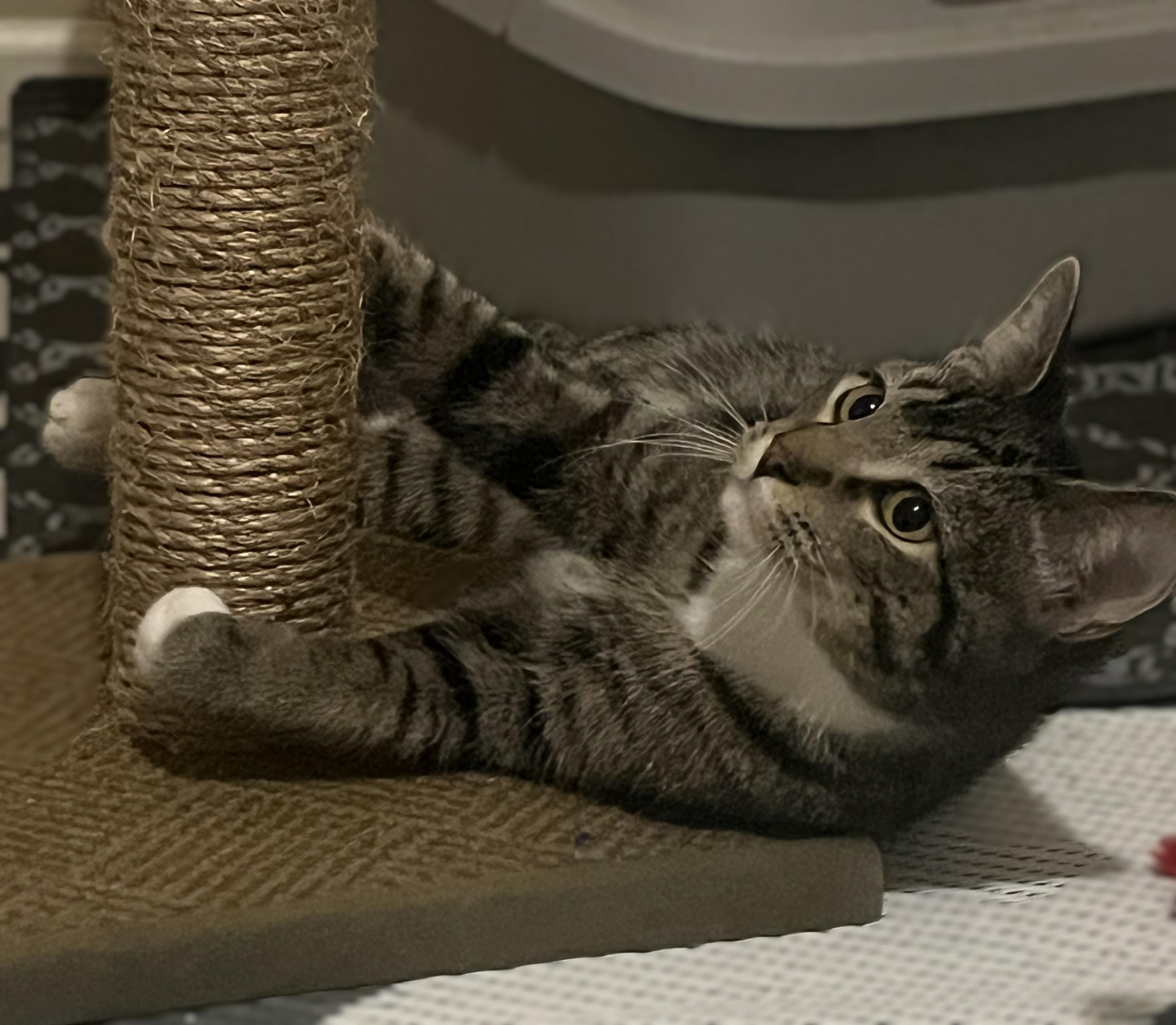 Enlarge Hunter, an adopted mixed breed in OVERLAND PARK, KS image 3/4