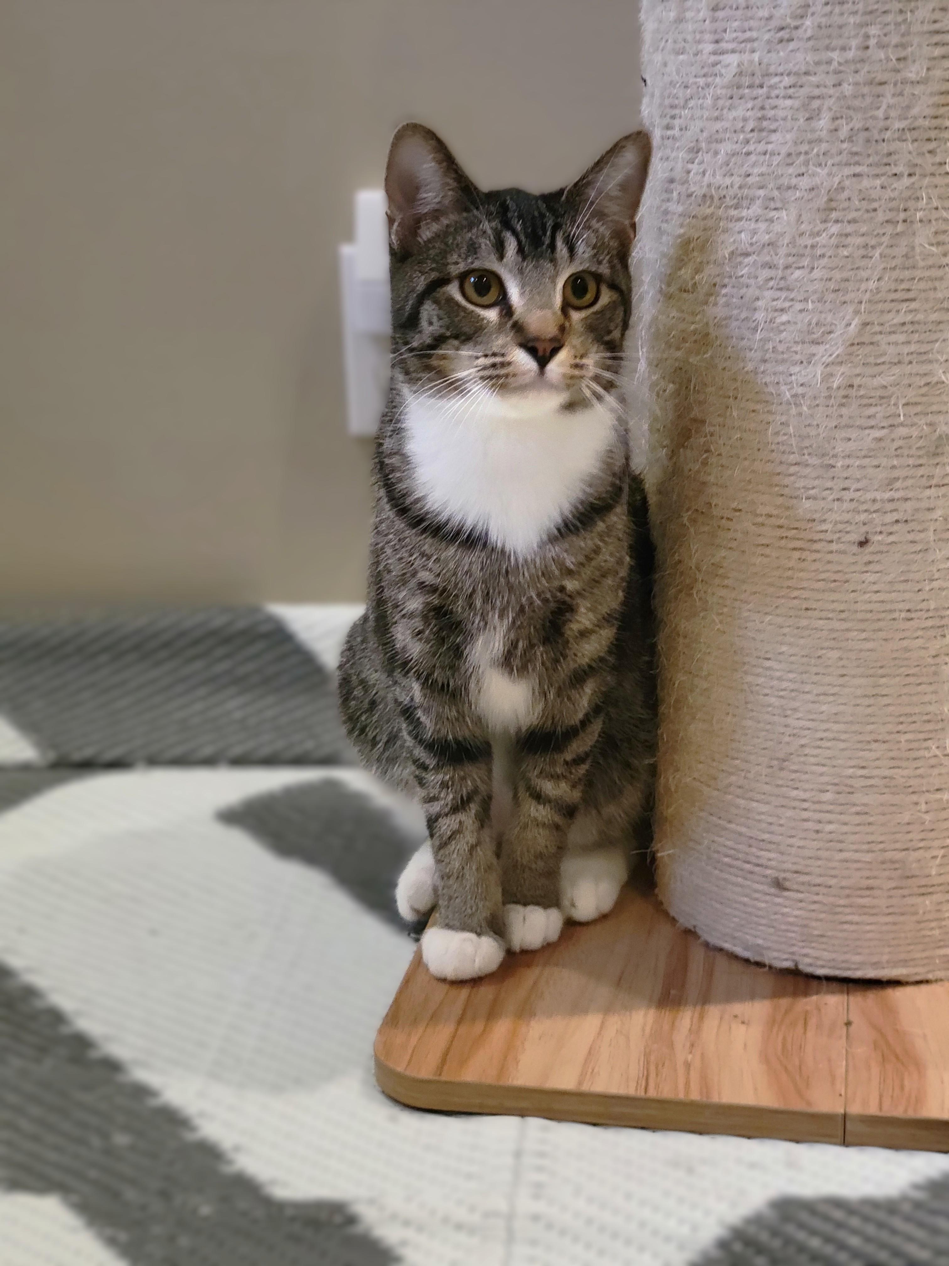 Enlarge Hunter, an adopted mixed breed in OVERLAND PARK, KS image 2/4