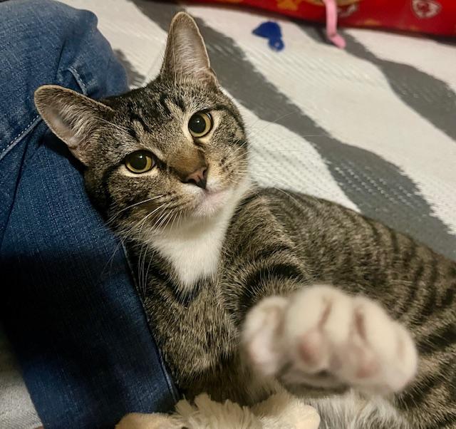 Enlarge Hunter, a Adoptable mixed breed in OVERLAND PARK, KS image 5/5