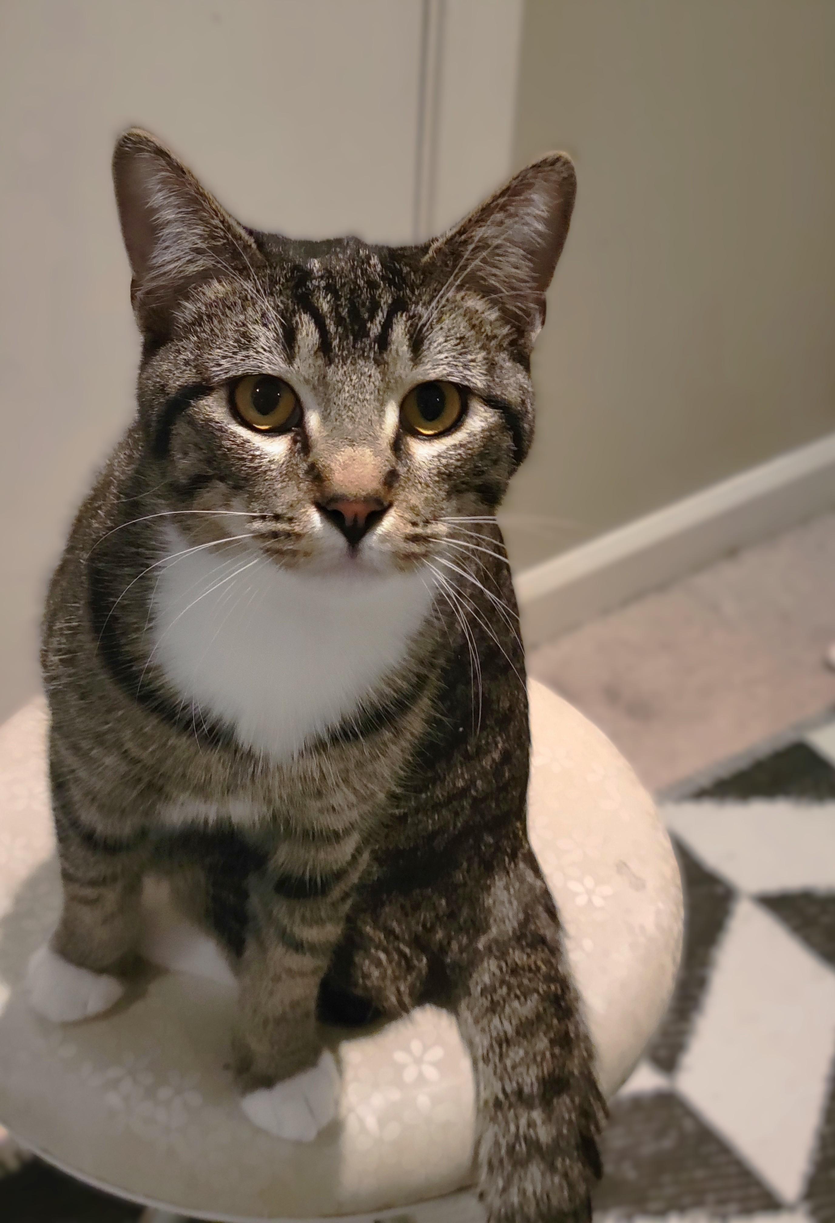 Enlarge Hunter, an adopted mixed breed in OVERLAND PARK, KS image 4/4