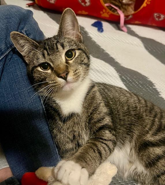 Enlarge Hunter, a Adoptable mixed breed in OVERLAND PARK, KS image 2/5