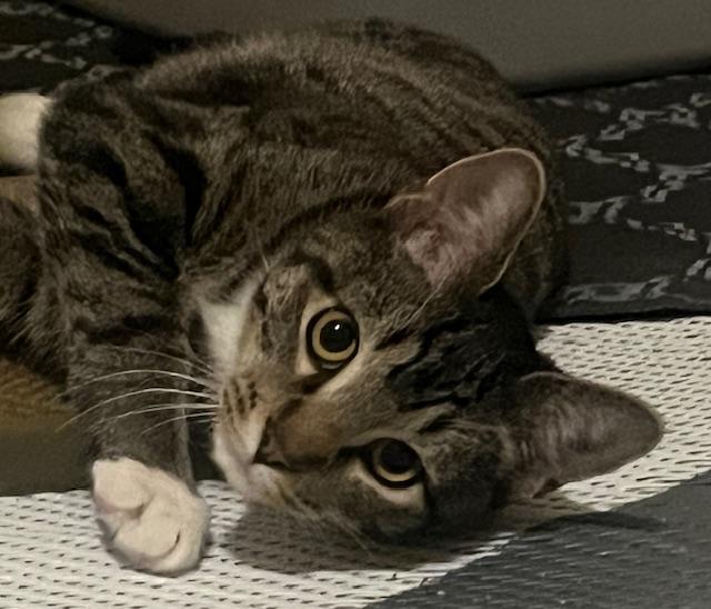 Hunter, Adoptable, Young Male Tabby & Domestic Short Hair.