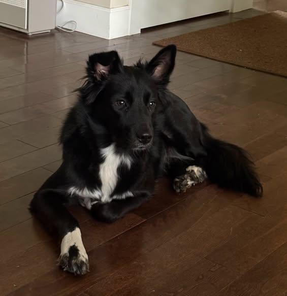 Enlarge Sophie, a Adoptable mixed breed in Portland, OR image 5/5