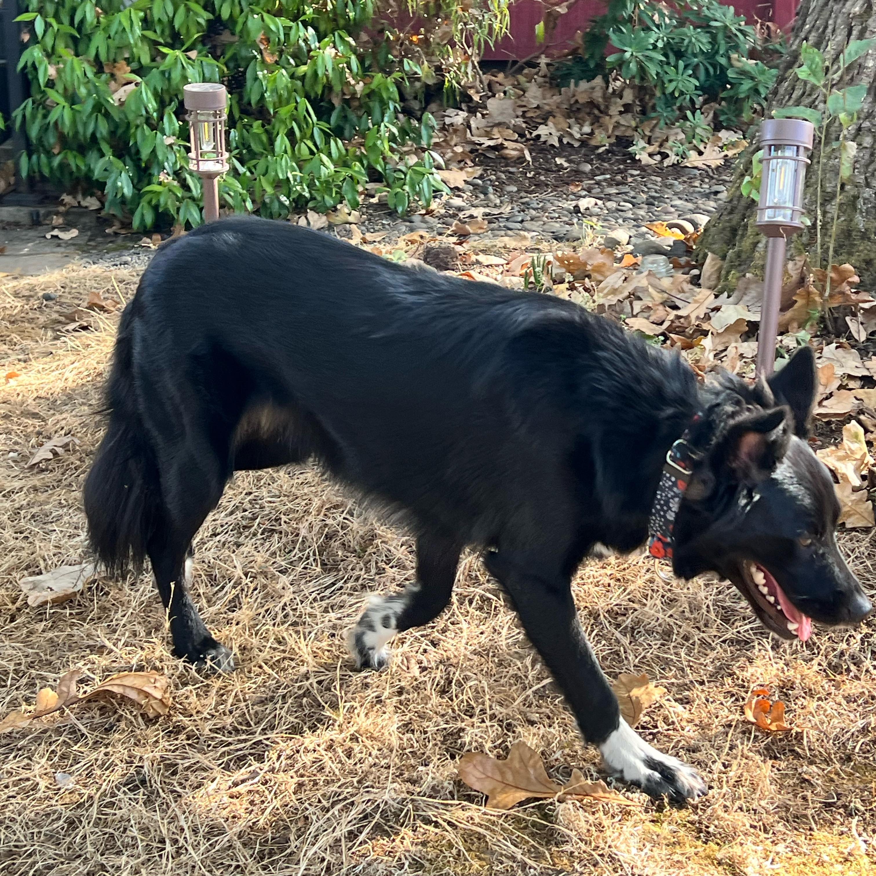 Enlarge Sophie, a Adoptable mixed breed in Portland, OR image 4/5