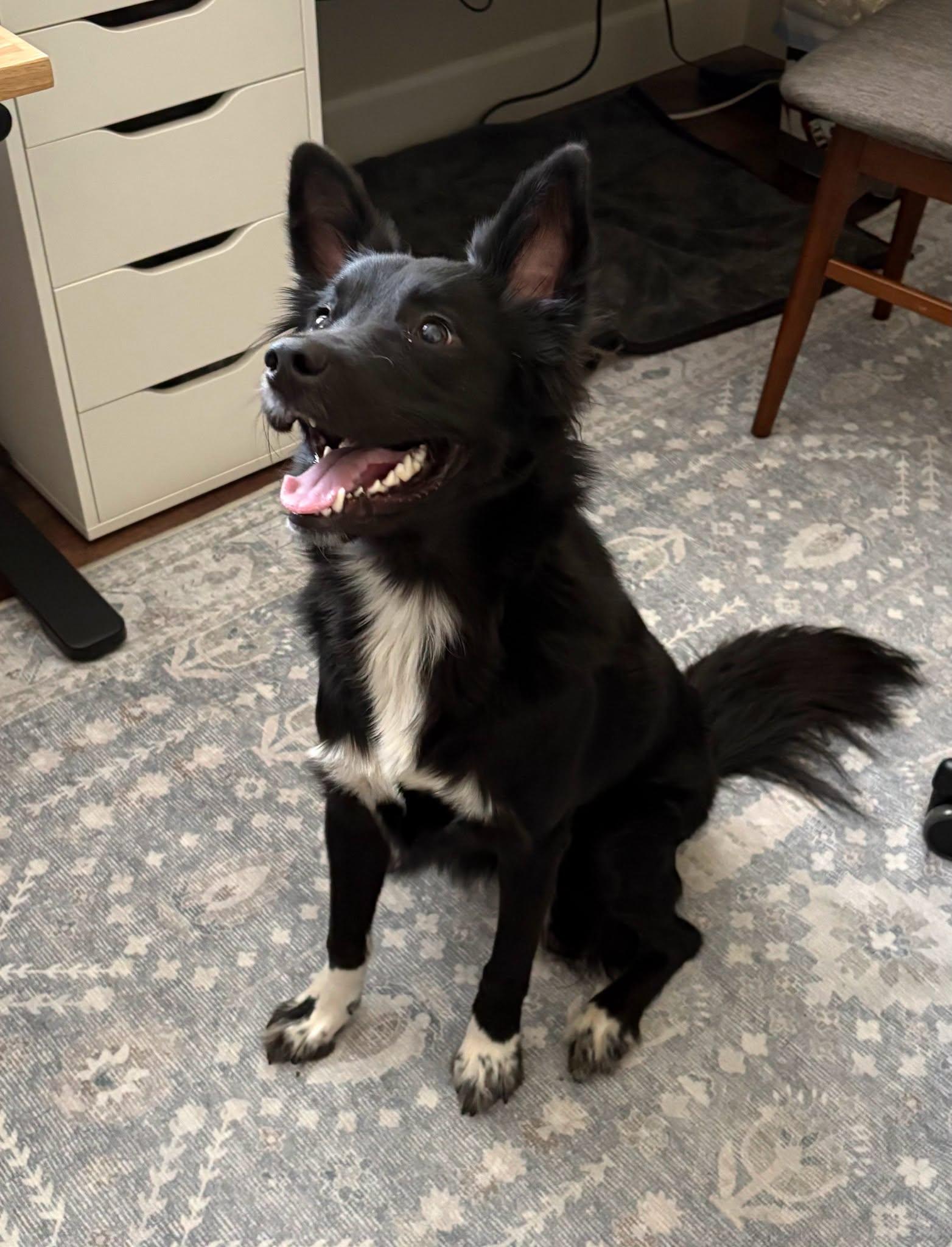 Enlarge Sophie, a Adoptable mixed breed in Portland, OR image 3/5