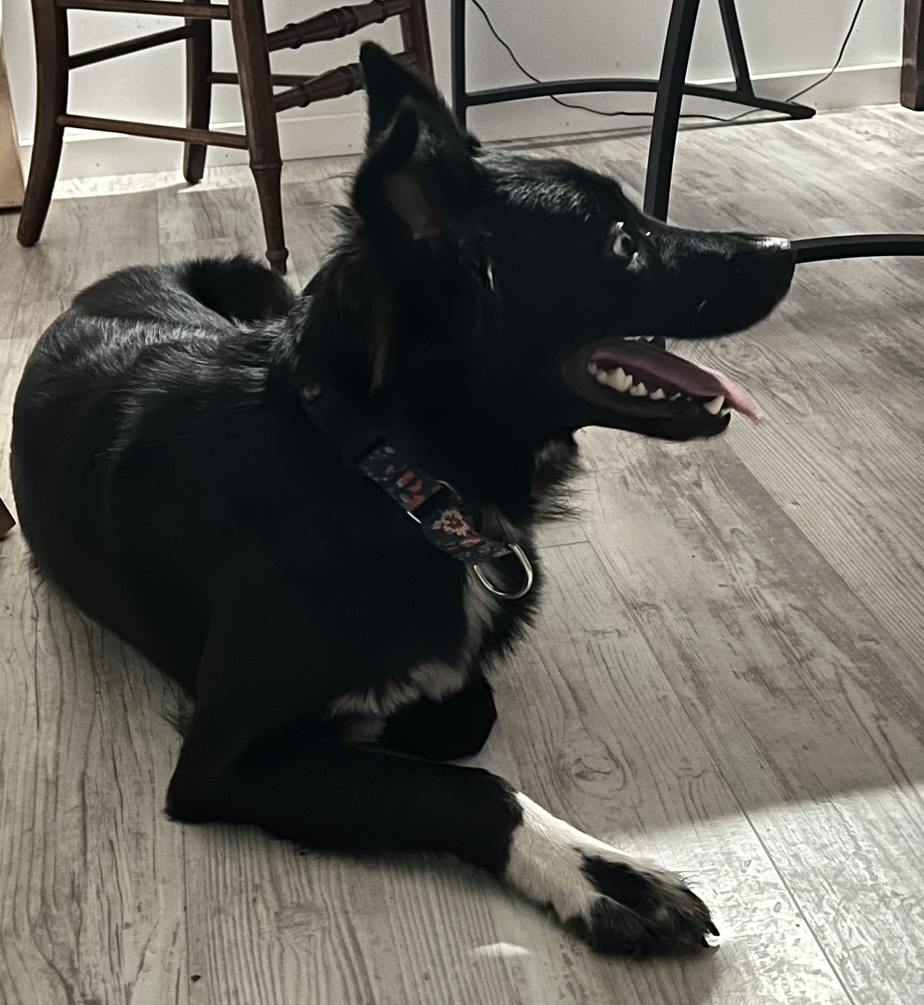 Enlarge Sophie, a Adoptable mixed breed in Portland, OR image 2/5