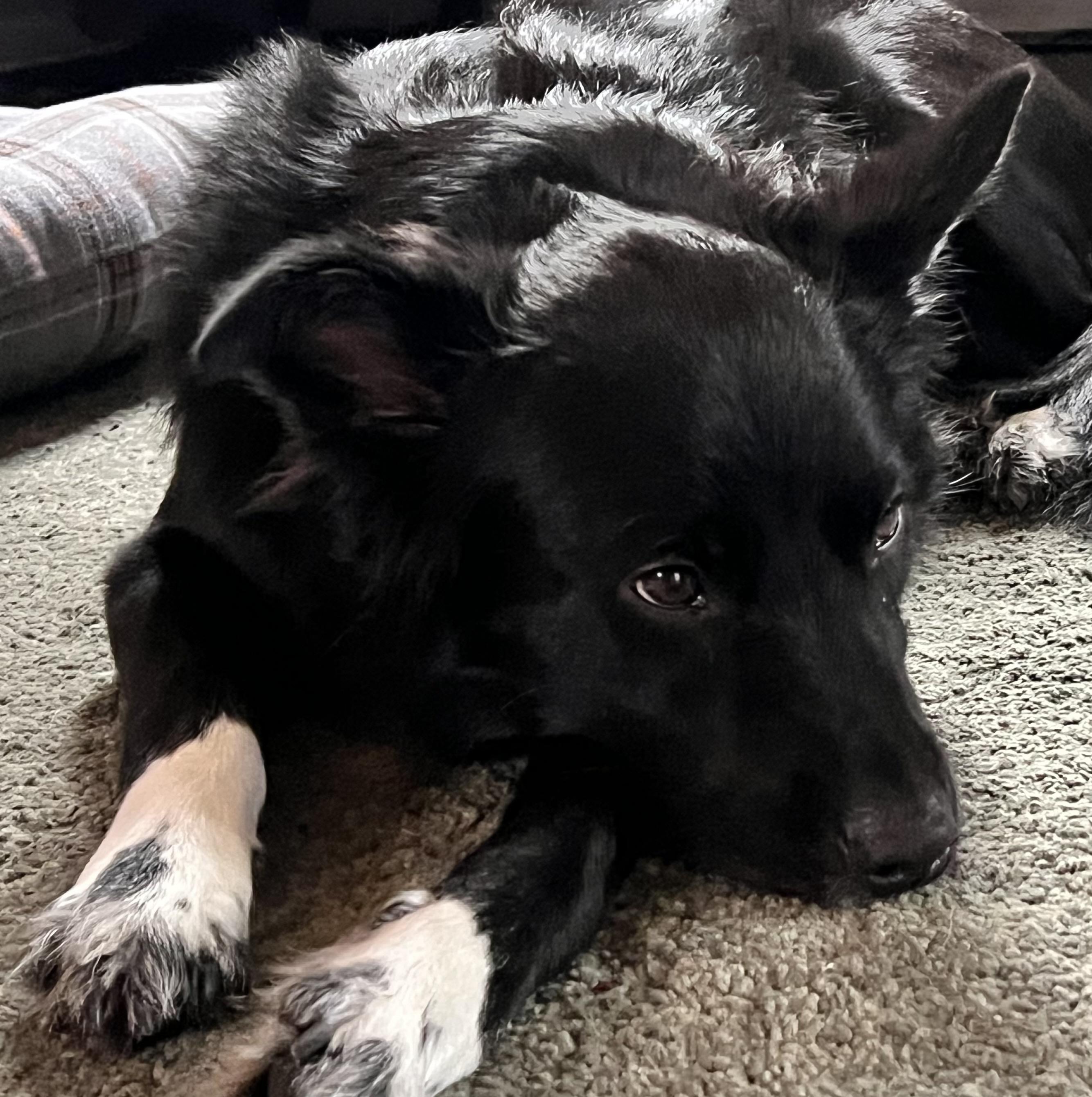 Enlarge Sophie, a Adoptable mixed breed in Portland, OR image 1/5