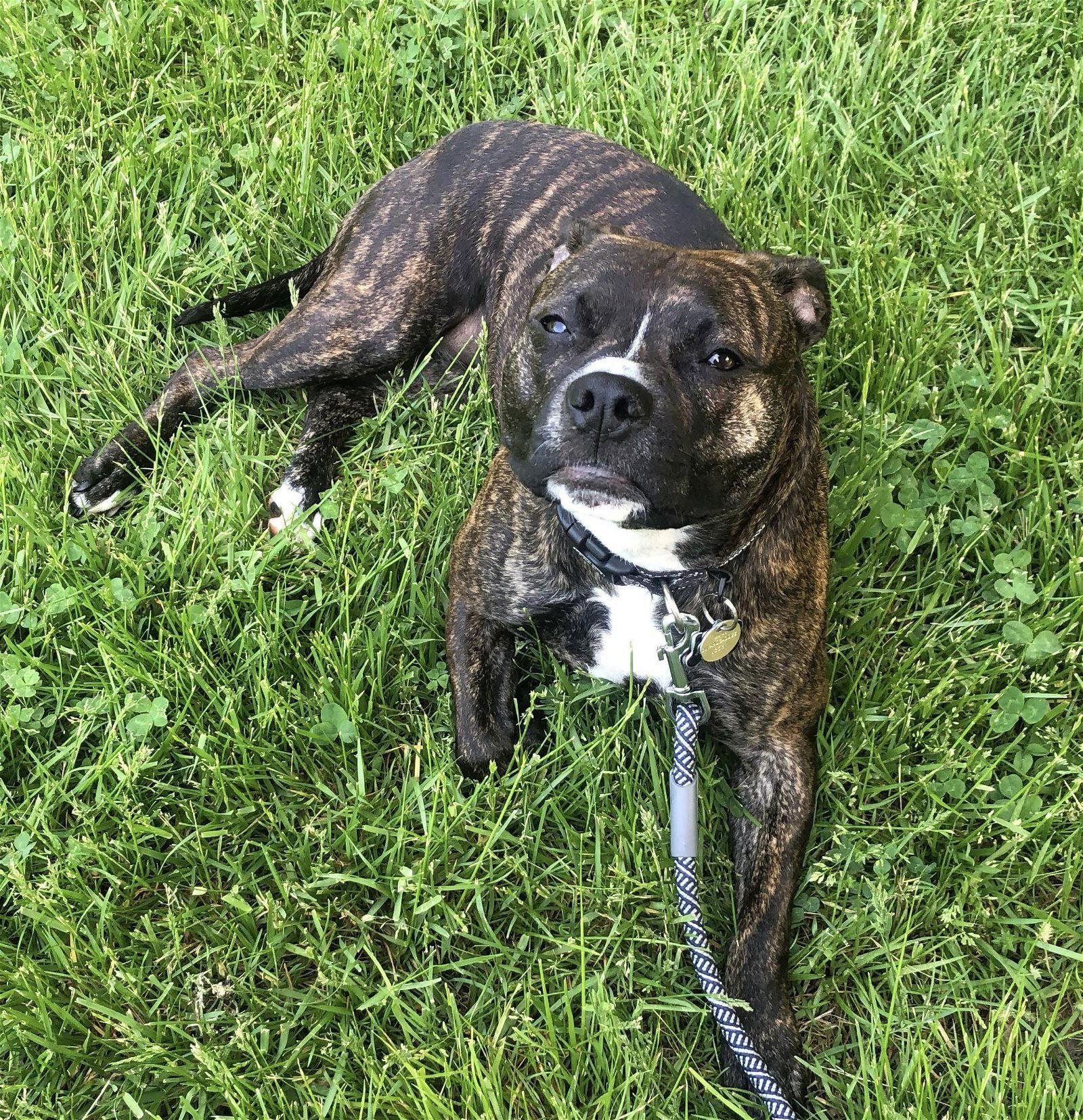 Enlarge Izzy - Courtesy Post, a Adoptable Pit Bull Terrier in Akron, OH image 2/3