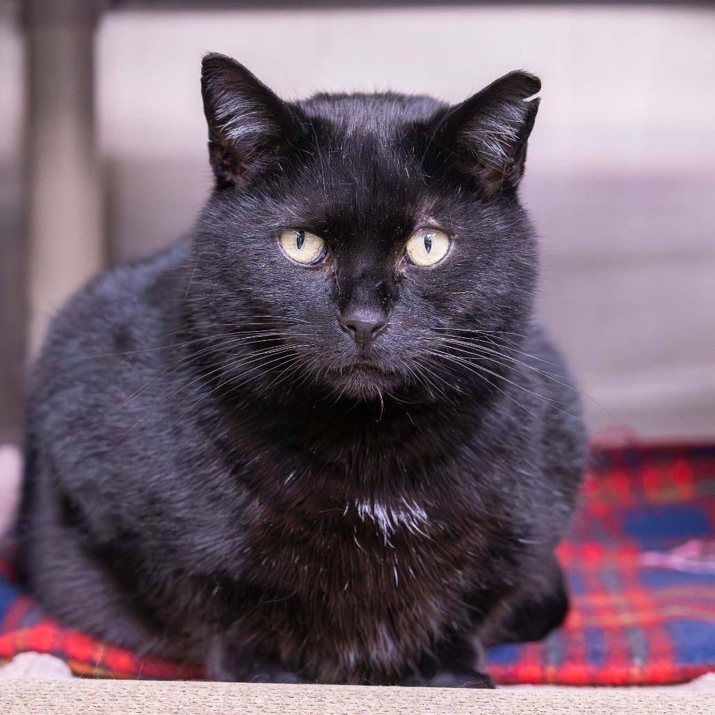 Enlarge Spirit, a Adoptable Domestic Short Hair in Mentor, OH image 1/2