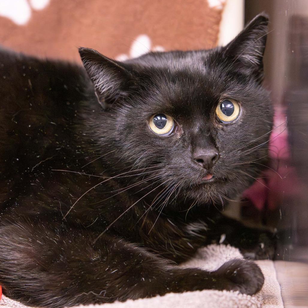 Enlarge Spirit, a Adoptable Domestic Short Hair in Mentor, OH image 2/2