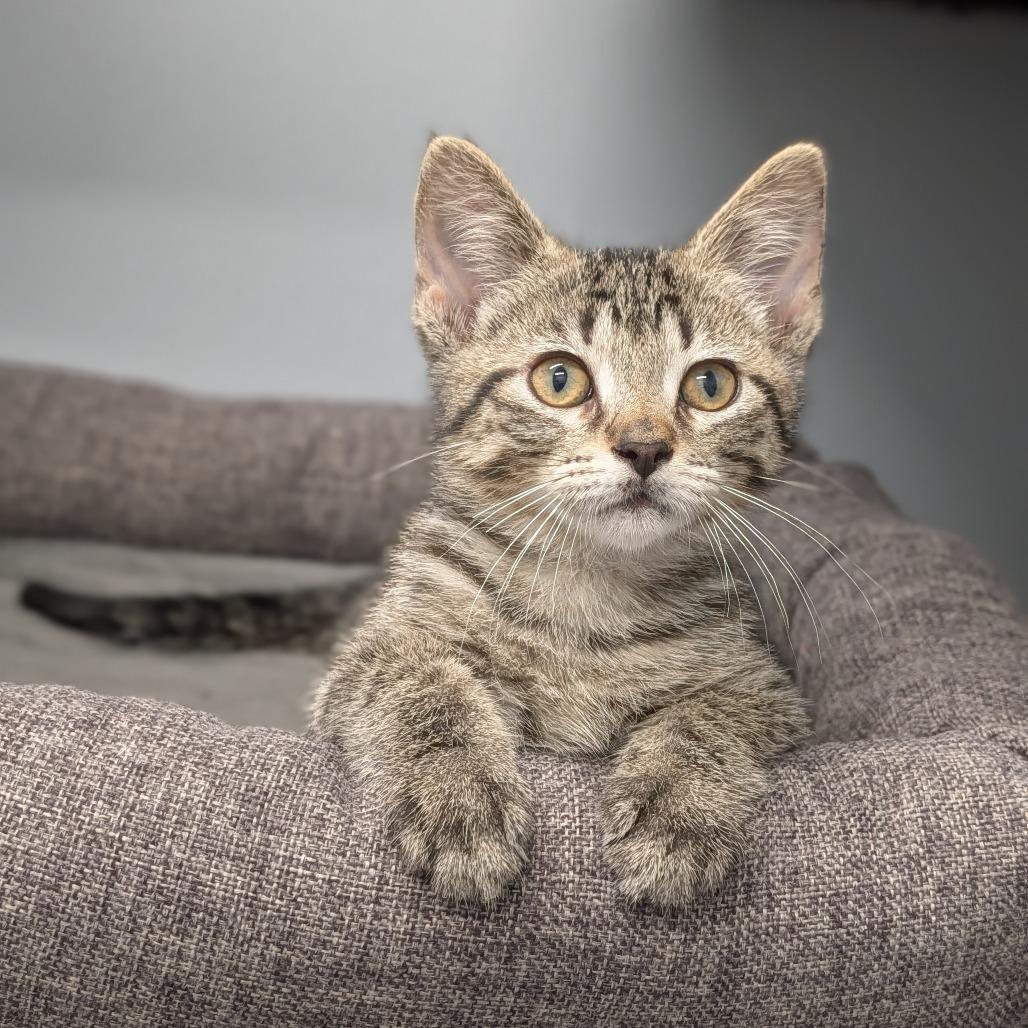 Enlarge Ludacris, a ADOPTABLE Domestic Short Hair in Cape Girardeau, MO image 1/3