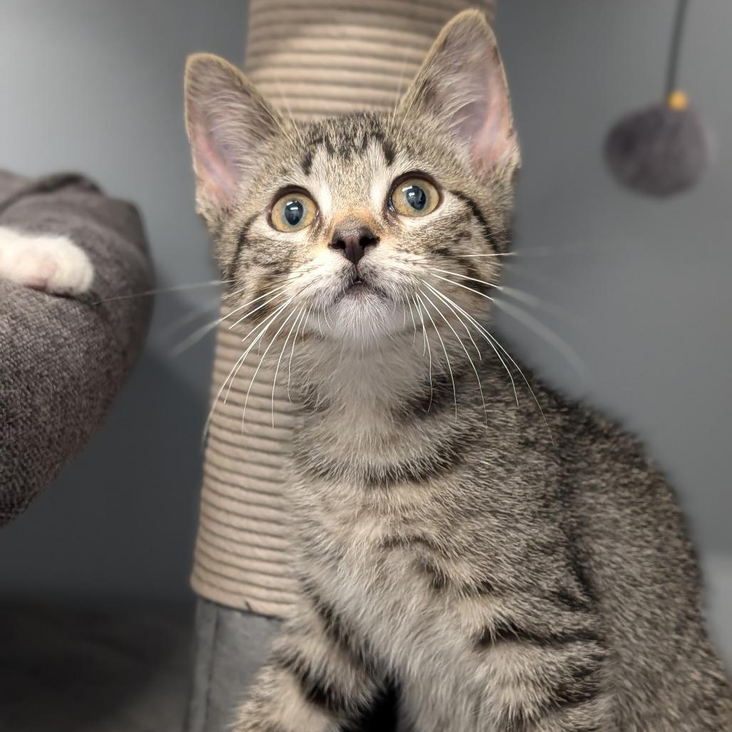 Enlarge Ludacris, a ADOPTABLE Domestic Short Hair in Cape Girardeau, MO image 3/3