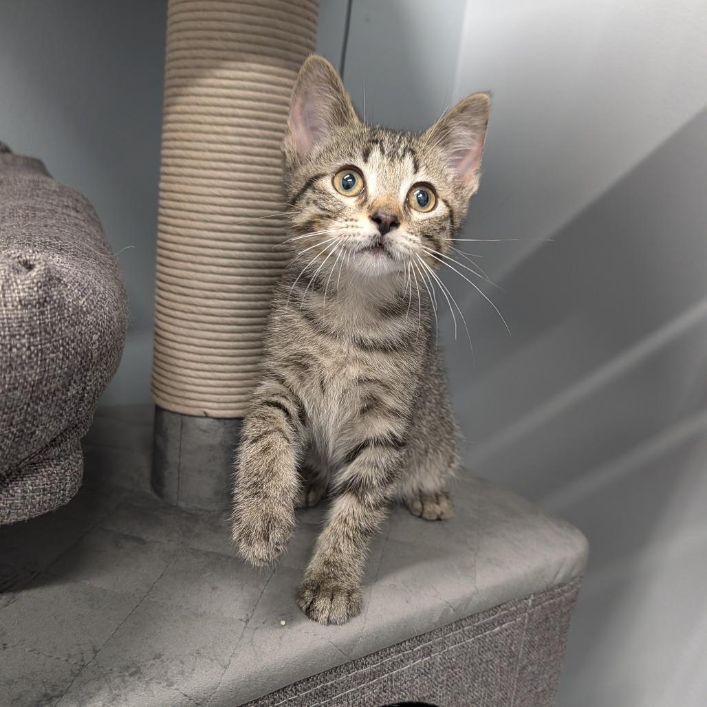 Enlarge Ludacris, a ADOPTABLE Domestic Short Hair in Cape Girardeau, MO image 2/3
