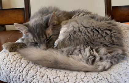 Simba, ADOPTABLE, Senior Male Domestic Long Hair.