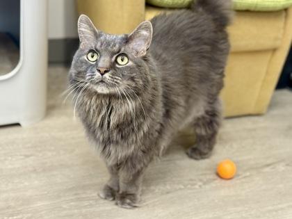 Simba, a ADOPTABLE Domestic Long Hair in Downers Grove, IL image 2/3