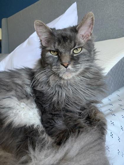 Simba, a ADOPTABLE Domestic Long Hair in Downers Grove, IL image 3/3