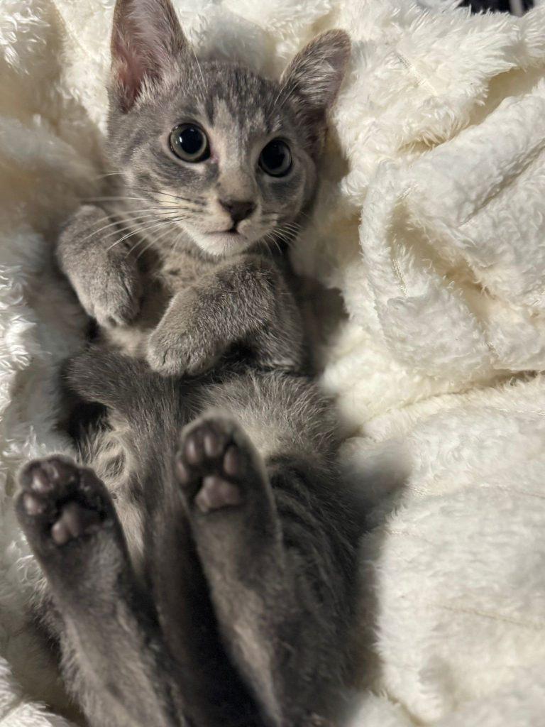 Enlarge Gogo, a Adopted Domestic Short Hair in Brooklyn, NY image 3/5