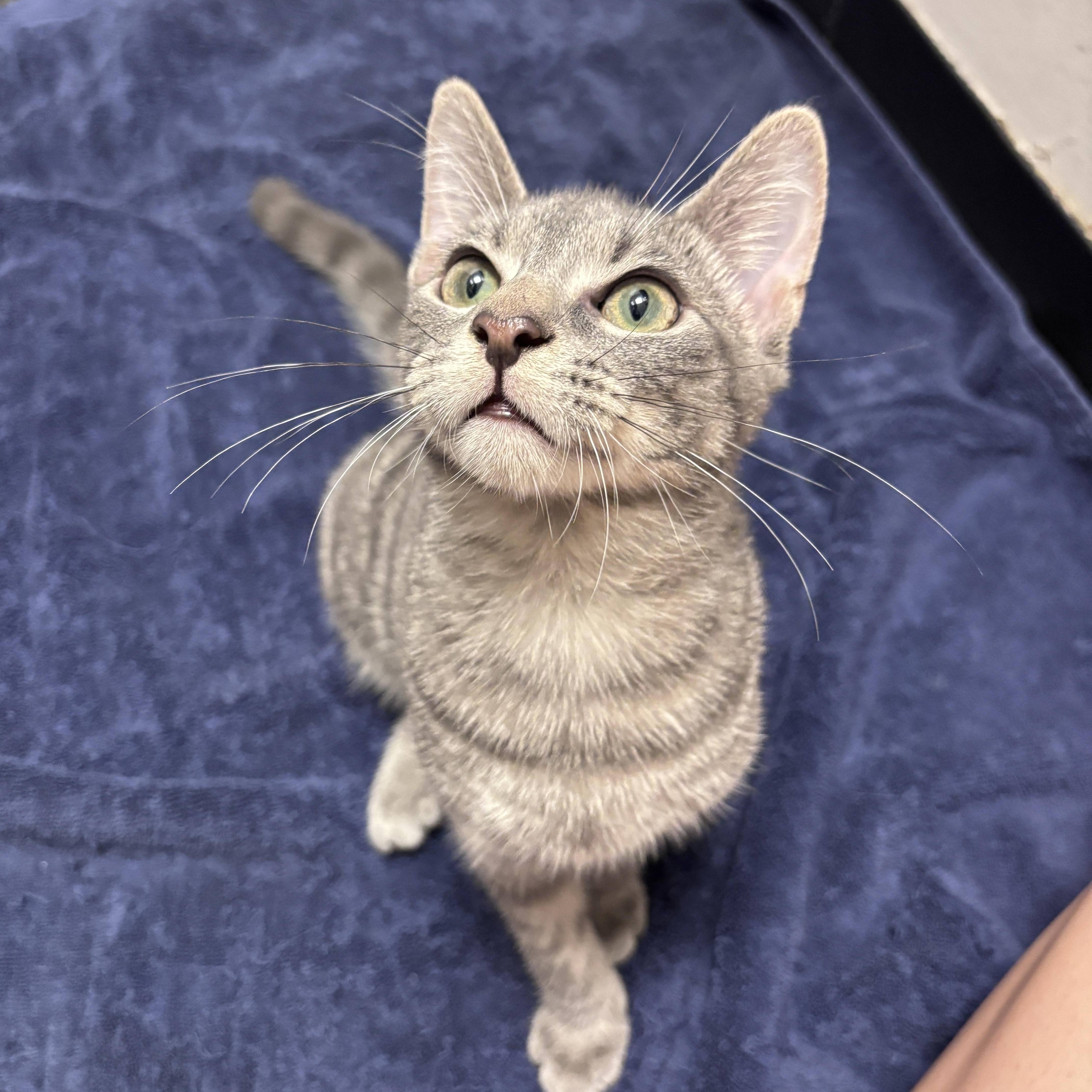 Enlarge Gogo, a Adopted Domestic Short Hair in Brooklyn, NY image 2/5