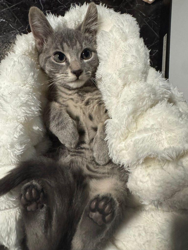 Enlarge Gogo, a Adopted Domestic Short Hair in Brooklyn, NY image 4/5