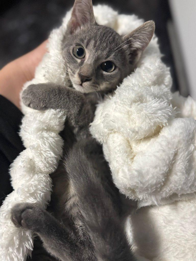 Enlarge Gogo, a Adopted Domestic Short Hair in Brooklyn, NY image 5/5