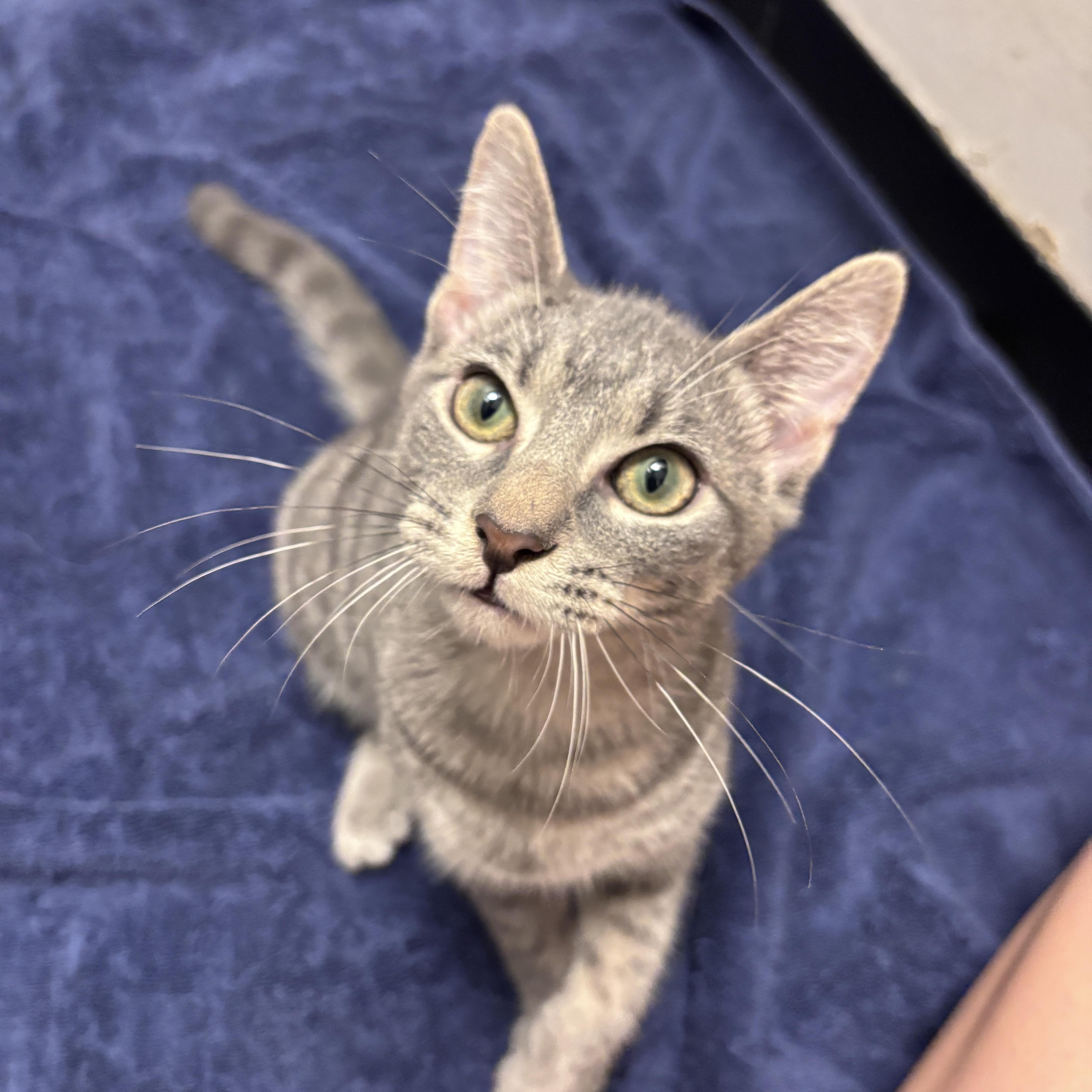 Enlarge Gogo, a Adopted Domestic Short Hair in Brooklyn, NY image 1/5