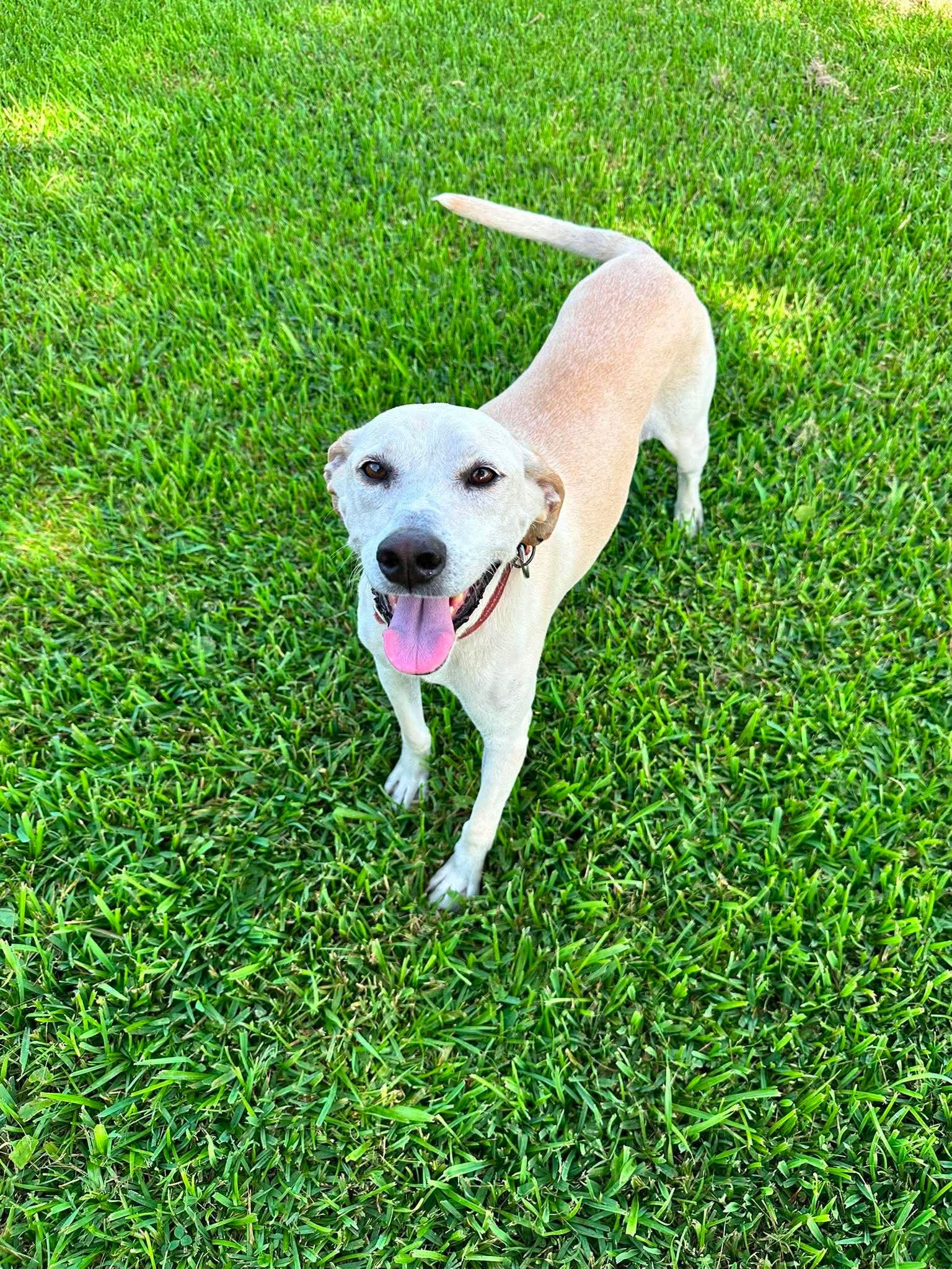 Enlarge Ducky 2, a ADOPTABLE Yellow Labrador Retriever in Killingworth, CT image 5/6