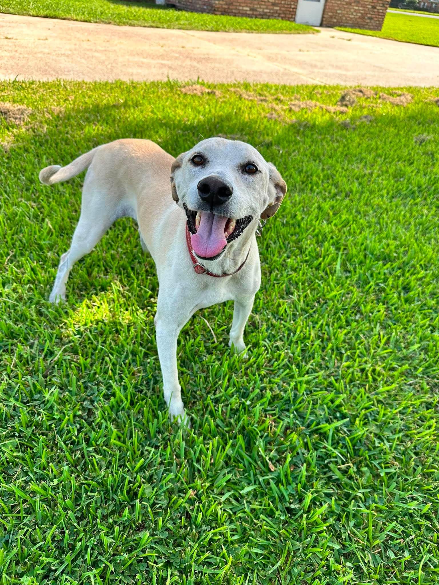 Enlarge Ducky 2, a ADOPTABLE Yellow Labrador Retriever in Killingworth, CT image 2/6