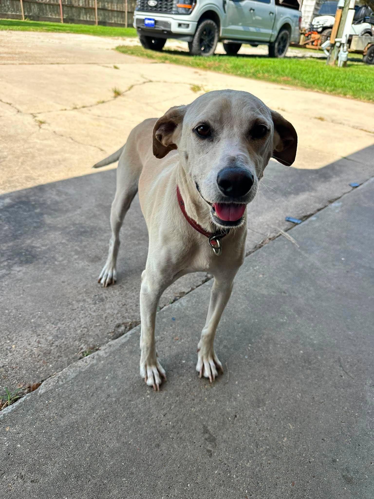 Enlarge Ducky 2, a ADOPTABLE Yellow Labrador Retriever in Killingworth, CT image 3/6