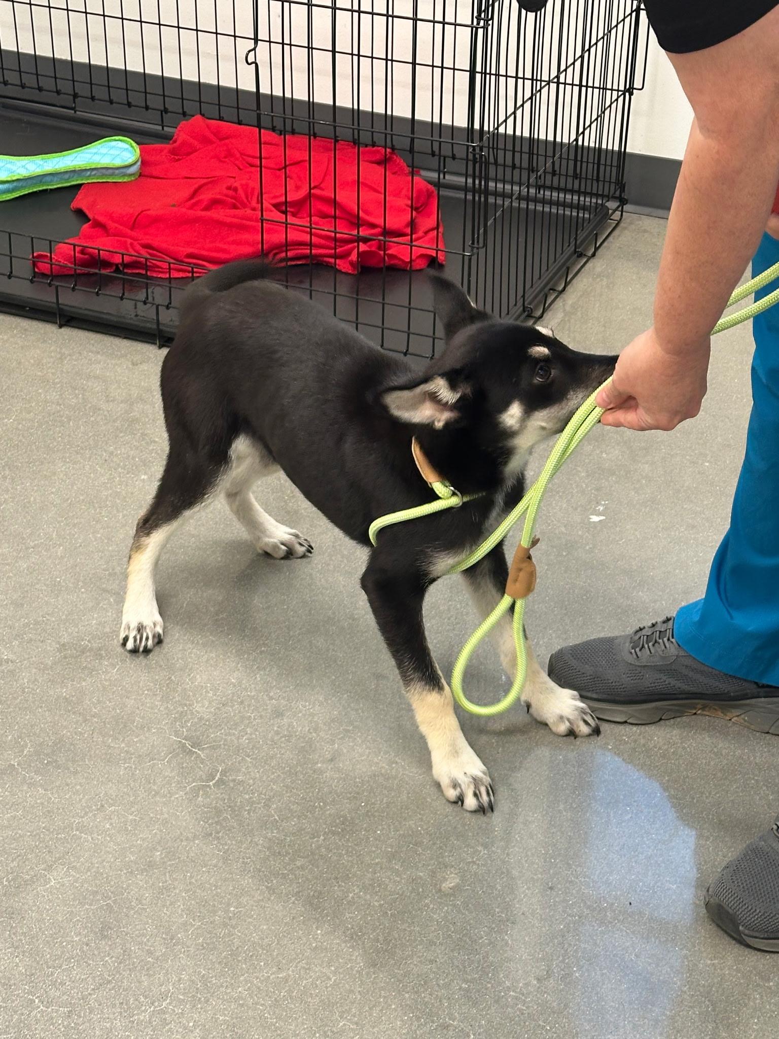 Enlarge Echel, a ADOPTABLE mixed breed in Orlando, FL image 2/5