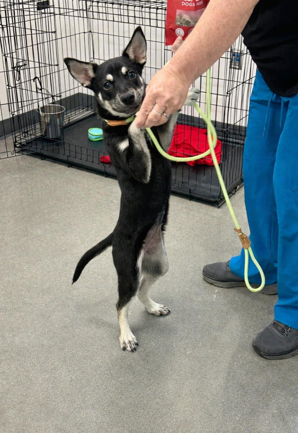 Enlarge Echel, a ADOPTABLE mixed breed in Orlando, FL image 3/5