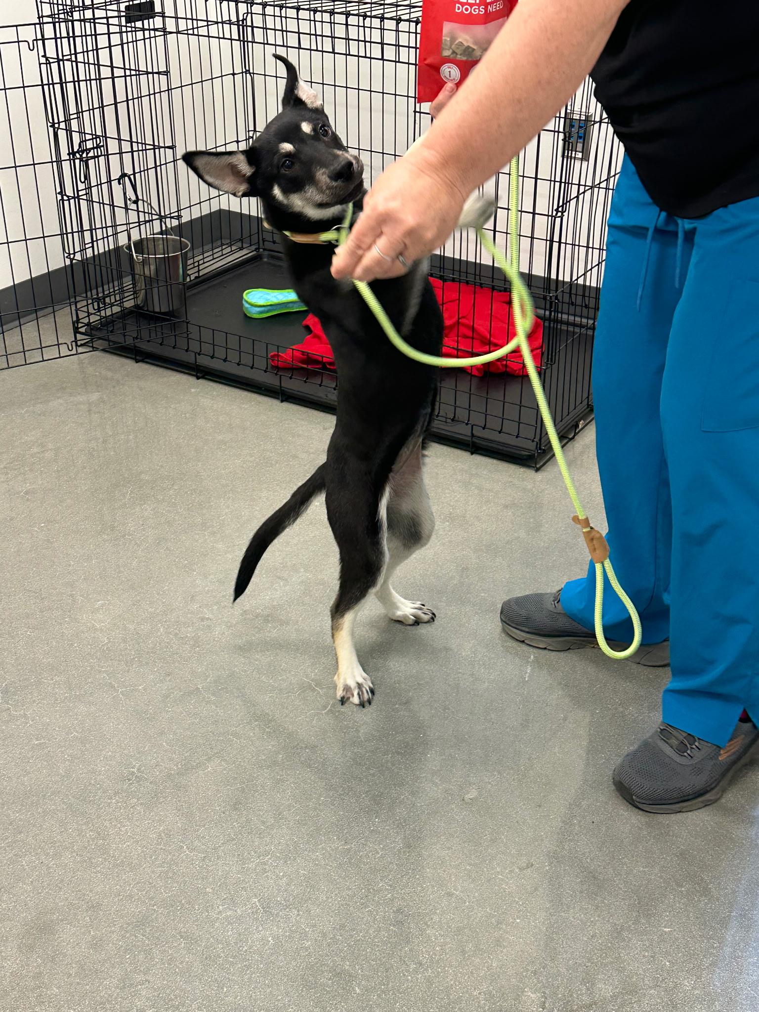 Enlarge Echel, a ADOPTABLE mixed breed in Orlando, FL image 1/5