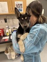 Enlarge Echel, a ADOPTABLE mixed breed in Orlando, FL image 4/5