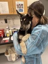 Enlarge Echel, a ADOPTABLE mixed breed in Orlando, FL image 5/5