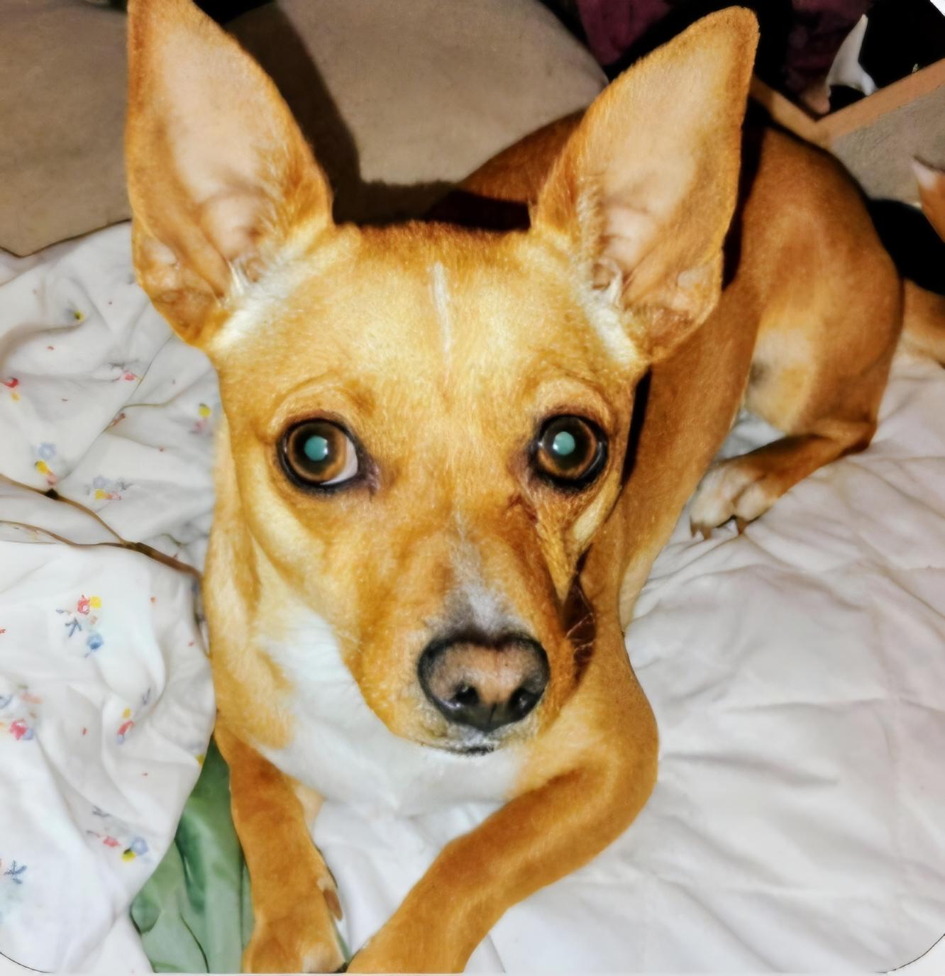 Enlarge Karma, a Adoptable Chihuahua in Seal Beach, CA image 1/4