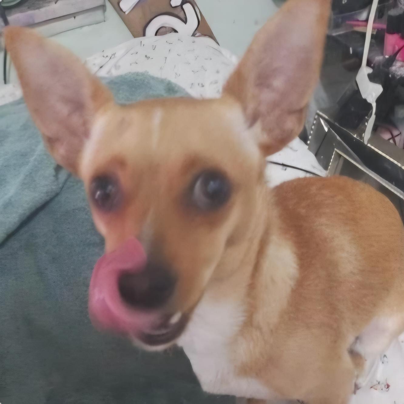 Enlarge Karma, a Adoptable Chihuahua in Seal Beach, CA image 2/4