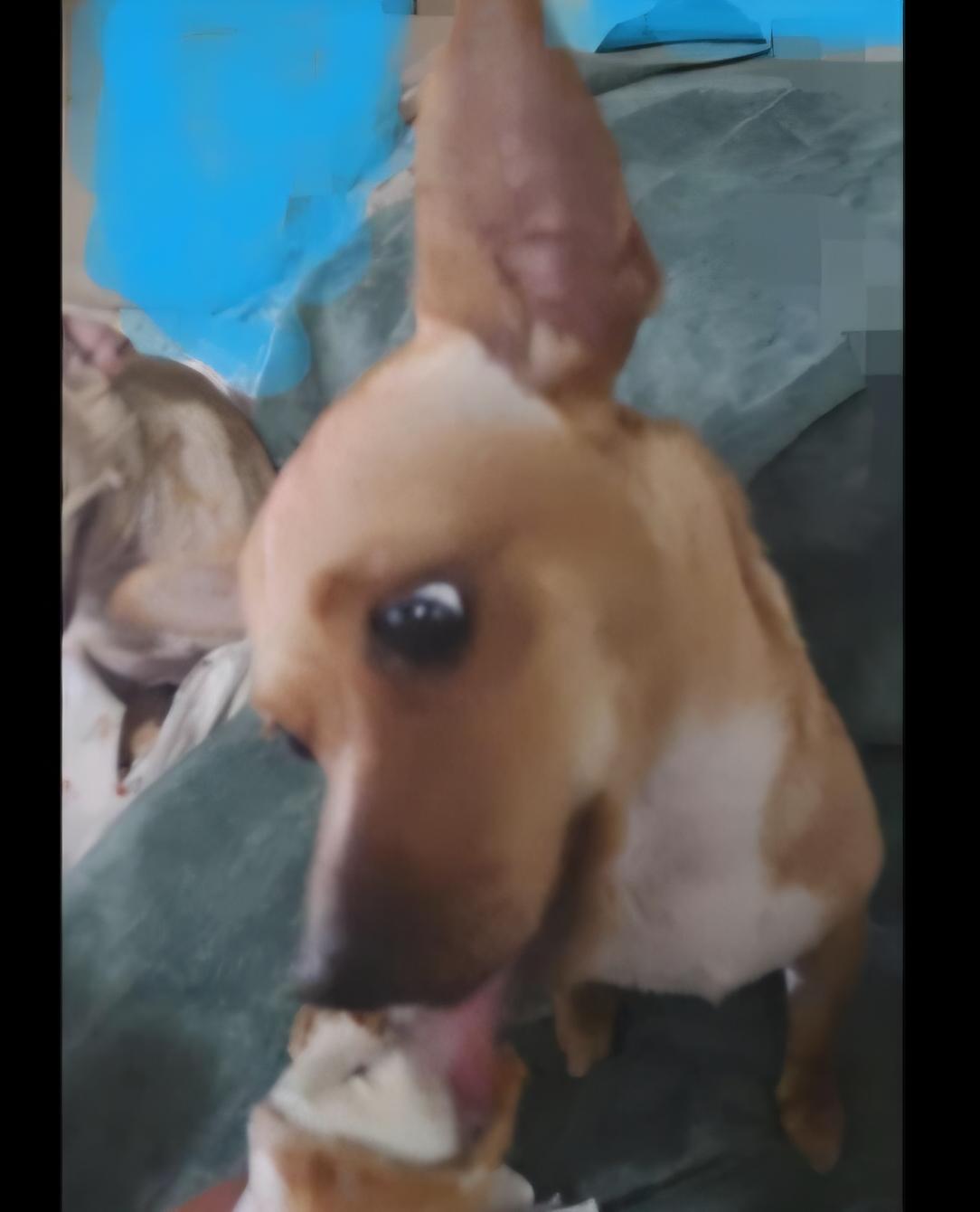 Enlarge Karma, a Adoptable Chihuahua in Seal Beach, CA image 3/4