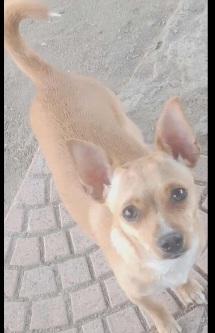 Enlarge Karma, a Adoptable Chihuahua in Seal Beach, CA image 4/4