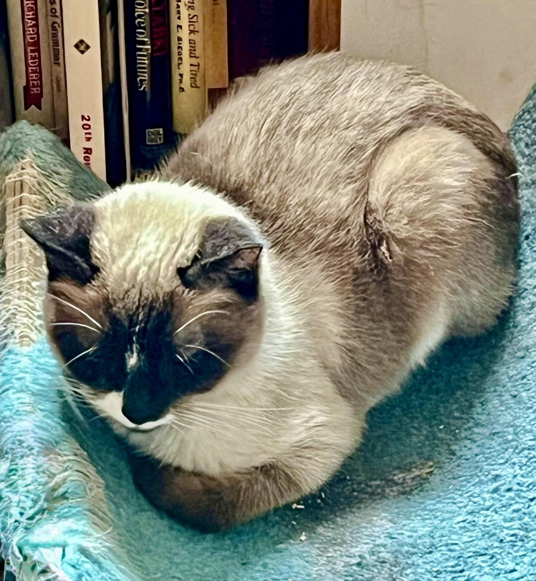 Enlarge Luigi, a ADOPTABLE Snowshoe in River Edge, NJ image 2/3