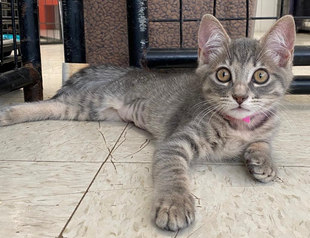 MARNEY, a Adoptable Domestic Short Hair in Lemoore, CA image 1/3