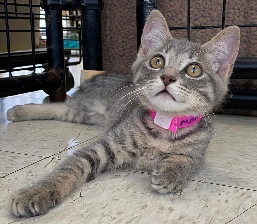 MARNEY, a Adoptable Domestic Short Hair in Lemoore, CA image 2/3