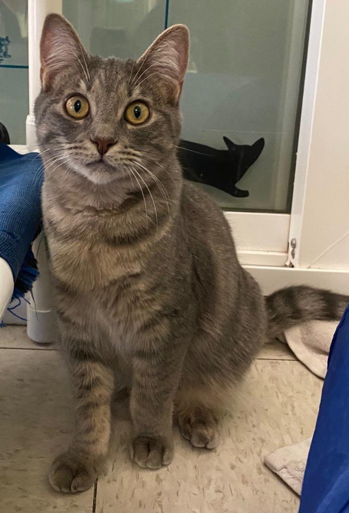 MARNEY, a Adoptable Domestic Short Hair in Lemoore, CA image 3/3