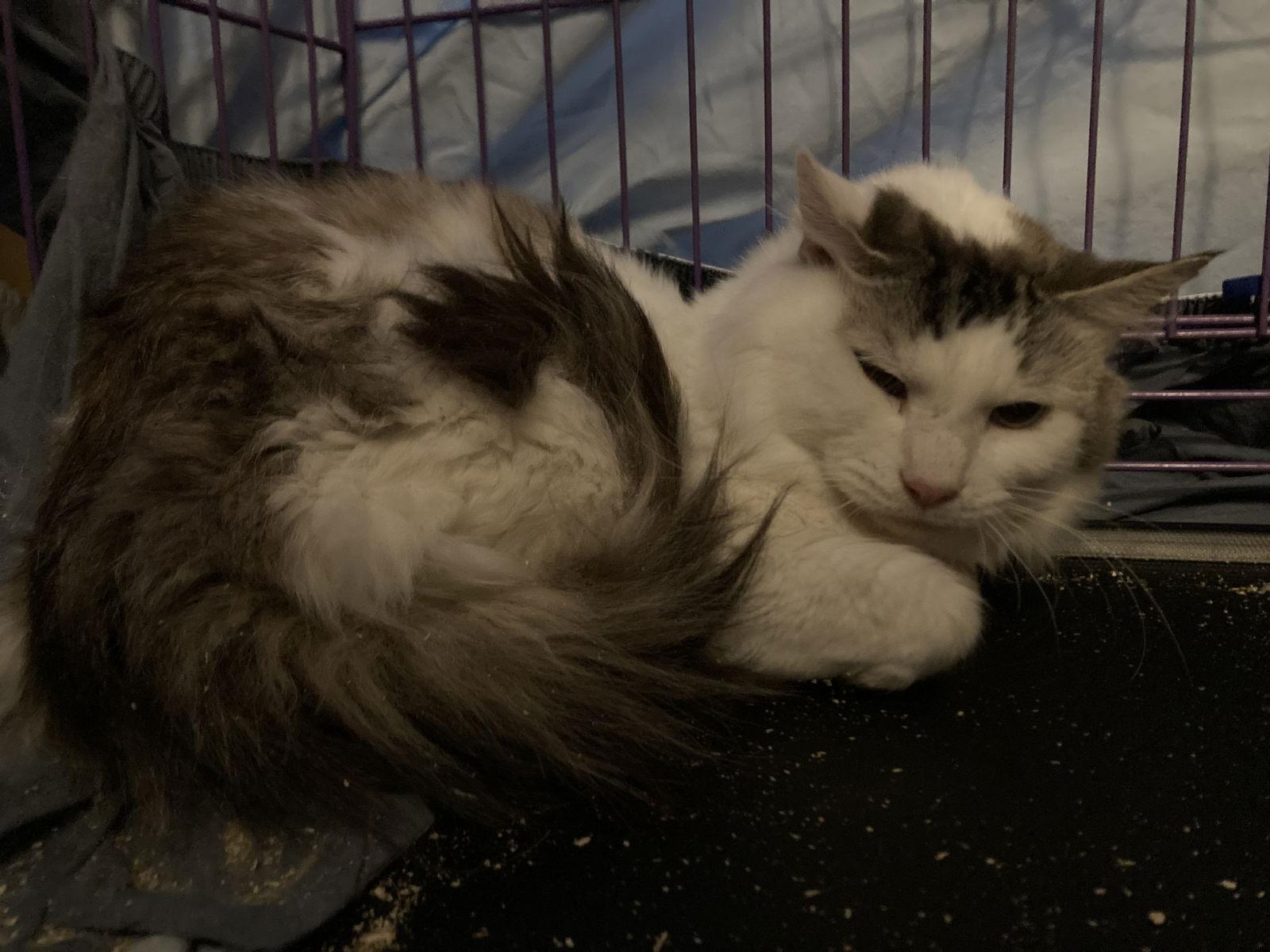Key, Adoptable, Adult Male Domestic Medium Hair.