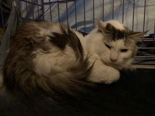 Enlarge Key, a Adoptable Domestic Medium Hair in Chatham, VA image 1/3