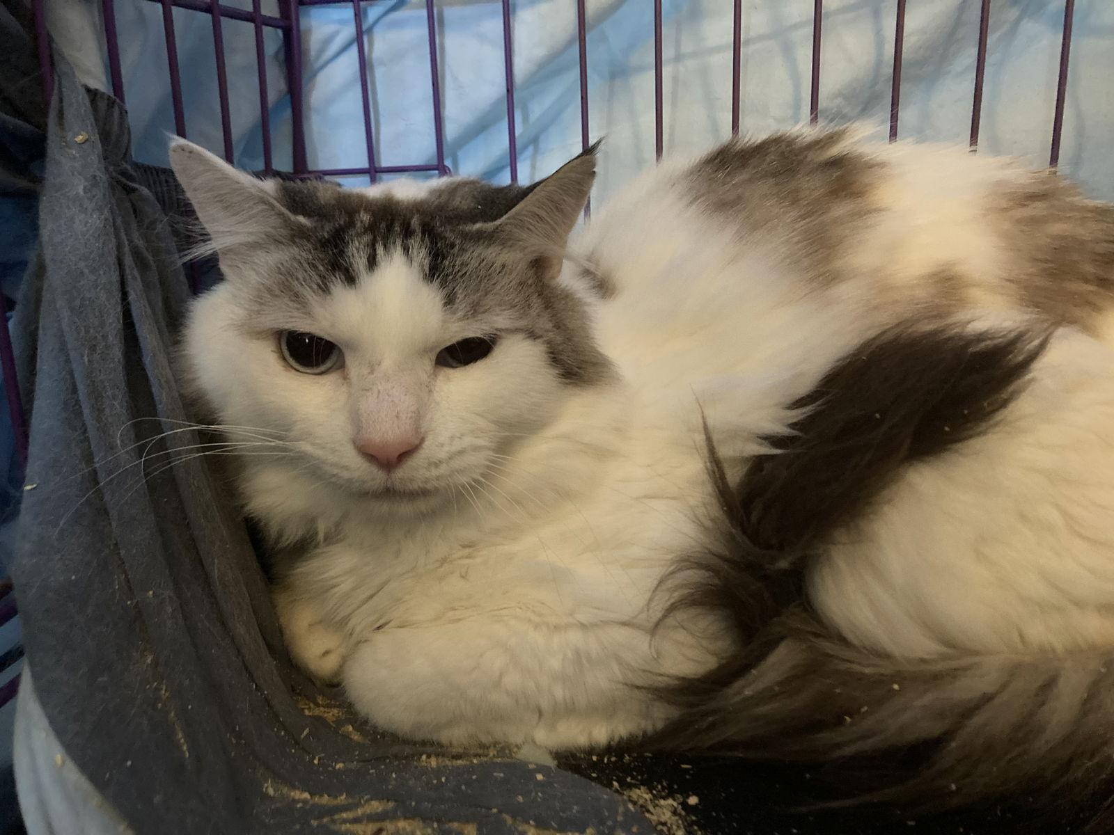 Enlarge Key, a Adoptable Domestic Medium Hair in Chatham, VA image 2/3