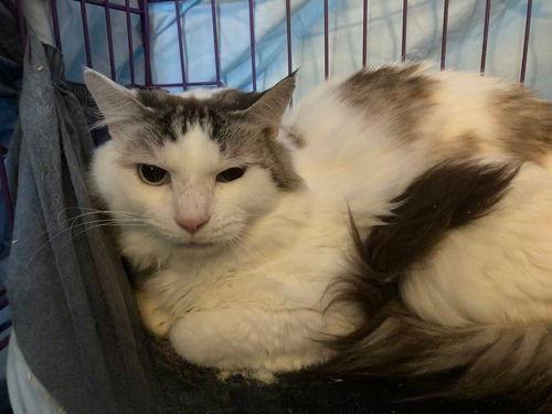 Enlarge Key, a Adoptable Domestic Medium Hair in Chatham, VA image 2/3