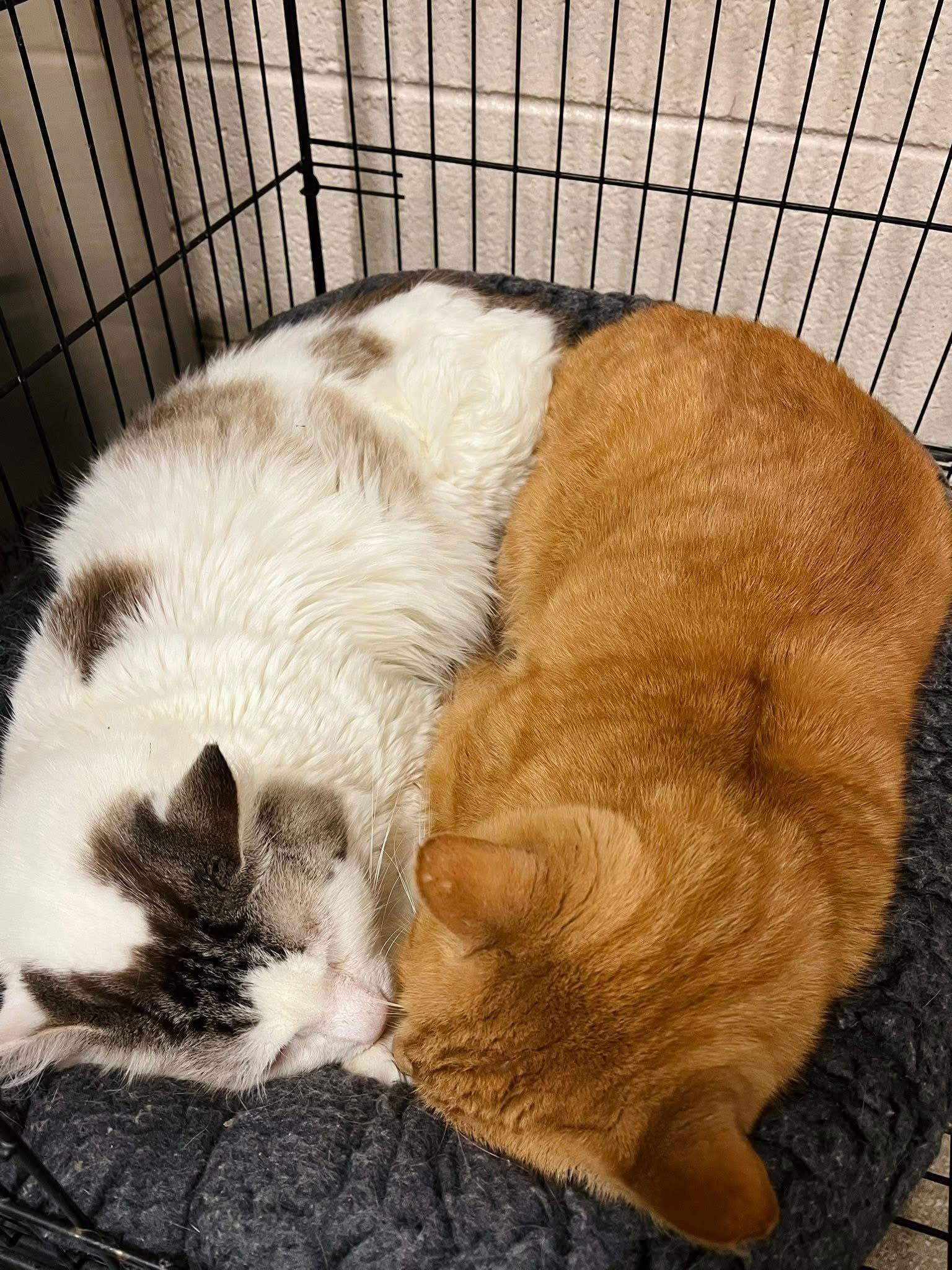 Enlarge Key, a Adoptable Domestic Medium Hair in Chatham, VA image 3/3